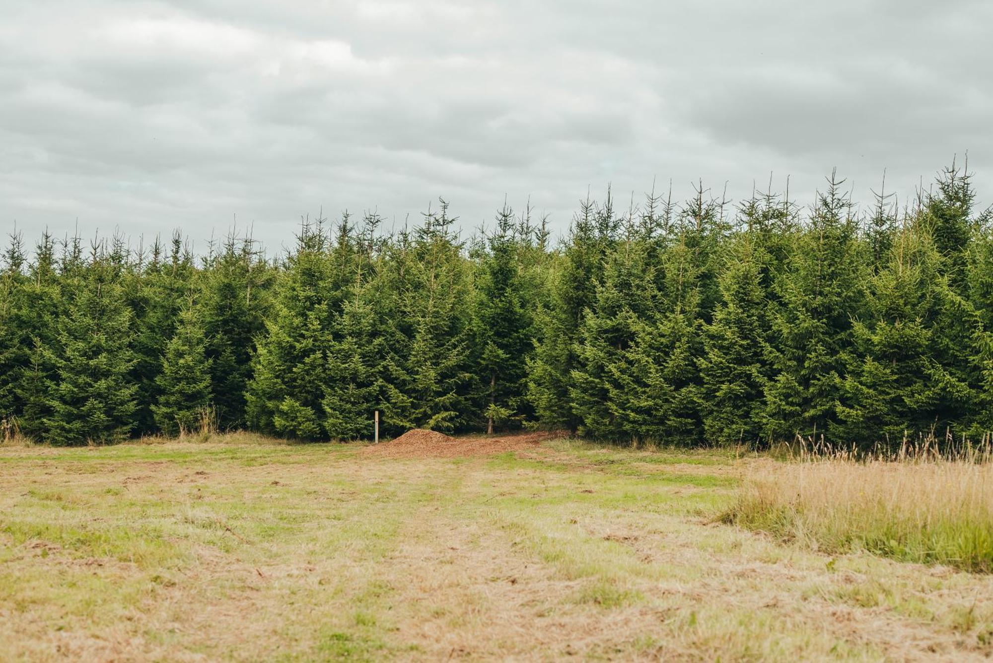 Cosy Forest Lodge Penrhos  Bagian luar foto